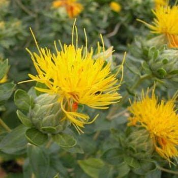 Safflower (Safflower scientific name) for planting in garden